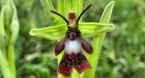 Fly orchid France